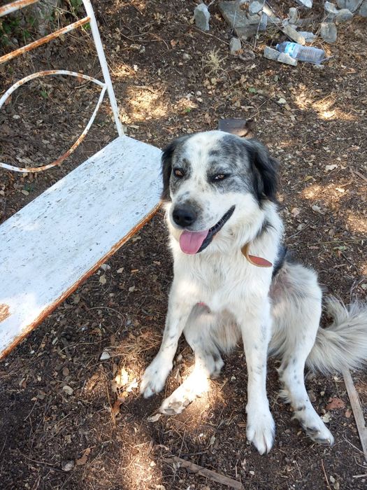 Cães para dar gratis