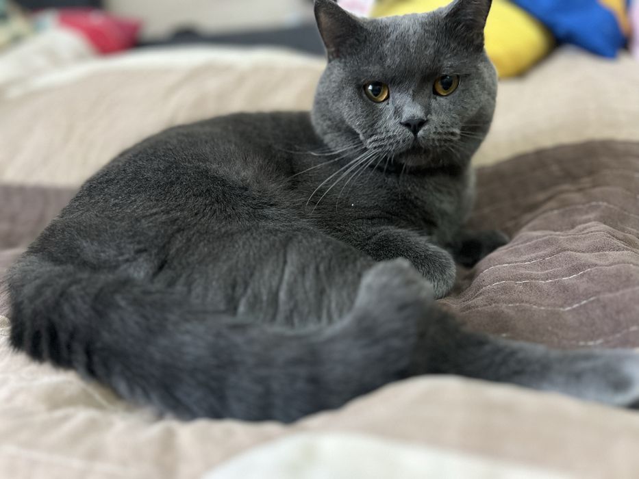 Шотландець прямовухий. Вязка