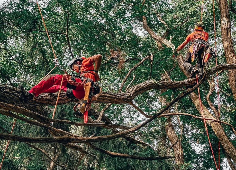 Спил дерев|Зрізання дерев|Корчування пнів|Видалення дерев|Обрізка саду