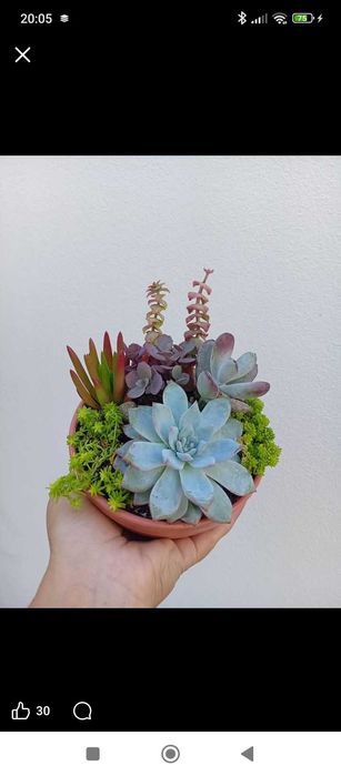 Arranjos de Suculentas