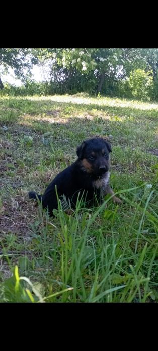 Красуня німецька вівчарка