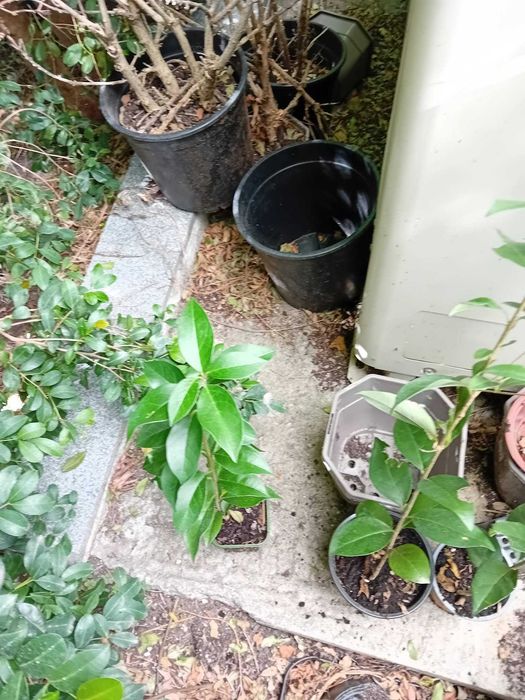 plantas para venda