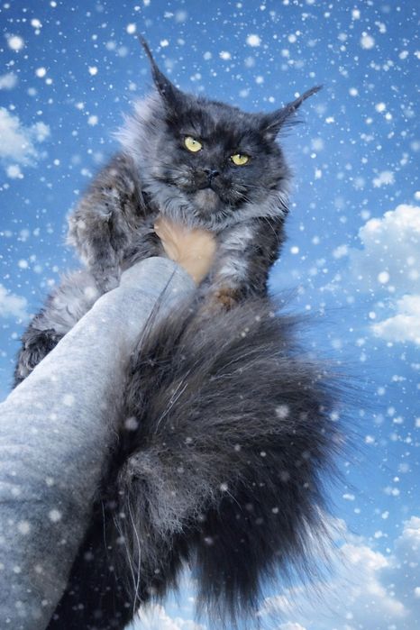 Чёрный дым Мейн-кун