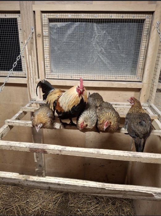 Liliputki karzełki polskie