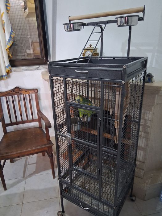 Papagaio amazonas aestiva macho