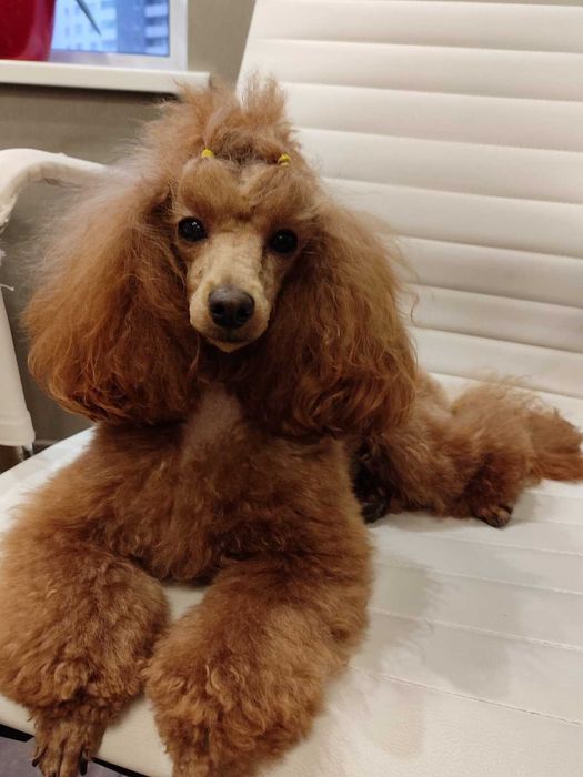 Вязка той пудель