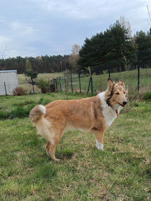 Owczarek szkocki collie - suczka
