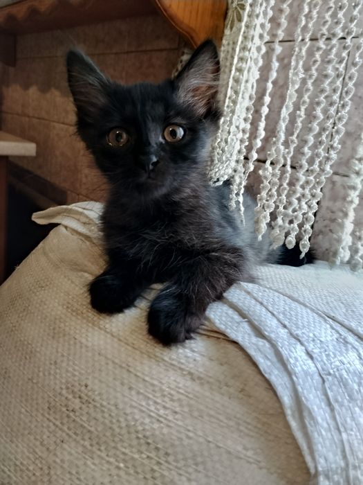 Маленька киця, кошеня