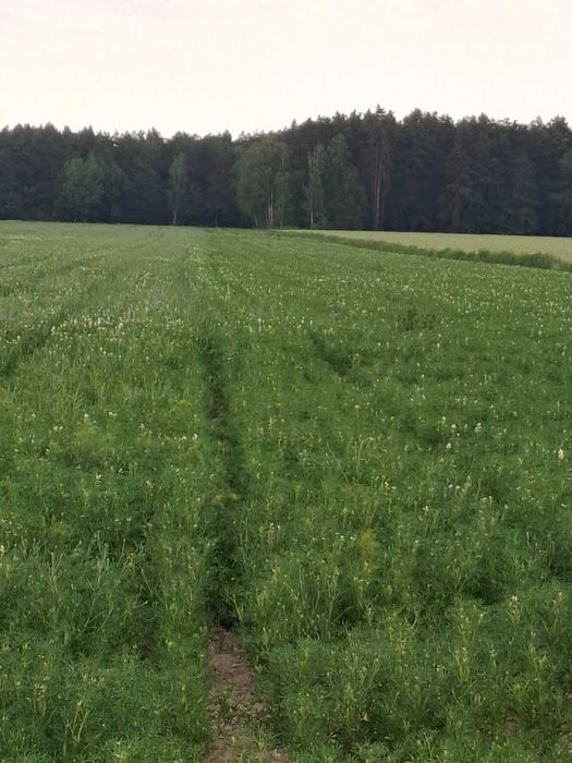 Łubin wąskolistny sprzedam