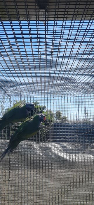 Casal Derbianas 2023