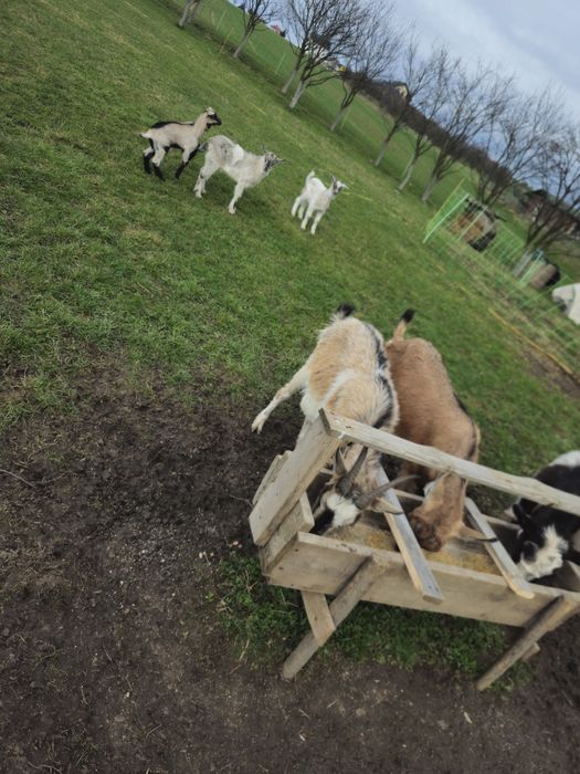 Sprzedam kozy z młodymi