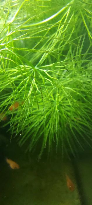 Rogatek - roślina akwariowa.