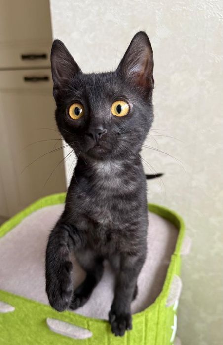 Кошеня  чорний дим