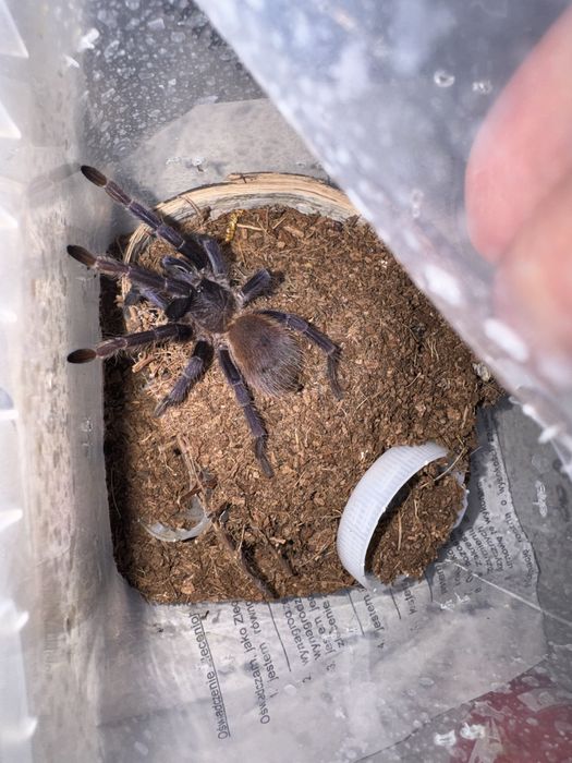 Pająk pyasznik sazimai