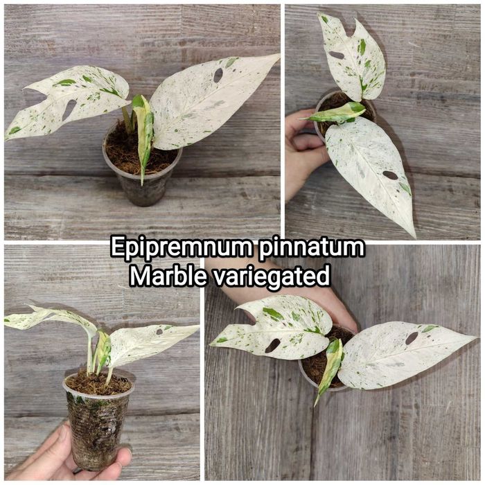 Пропоную Епіпремнум пінатум марбл варієгатний Epipremnum pinnatum marb