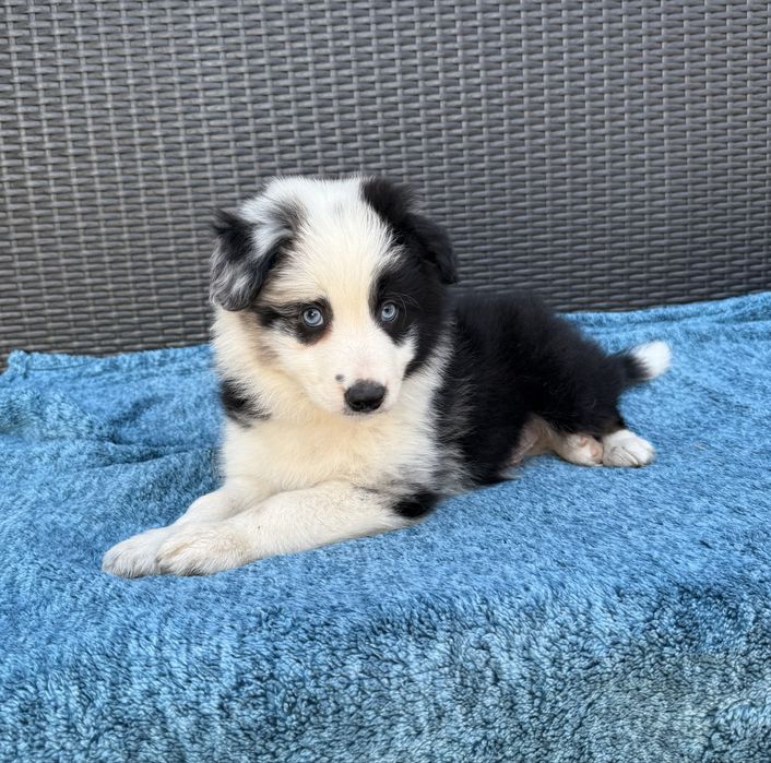 Border Collie piesek niebieskie oczy Desant