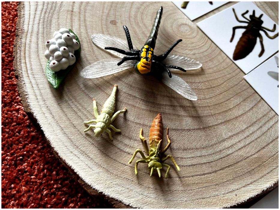 Ciclo de Vida - Libelinha - Montessori