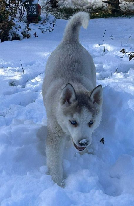 siberian husky suczka niebieskooka