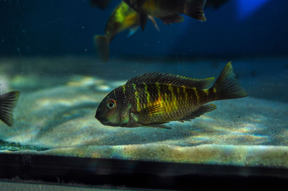 Tropheus Kalambo, ciclideos africano, tanganyika