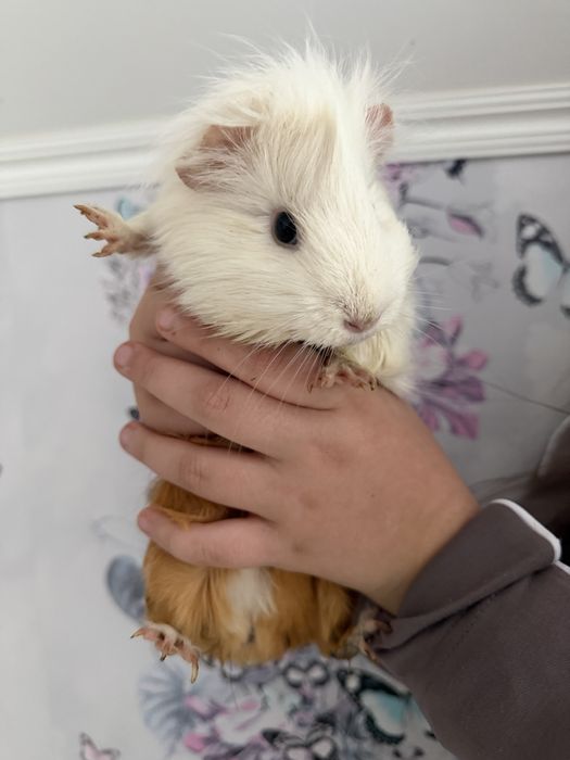 Roczna świnka morska do adopcji