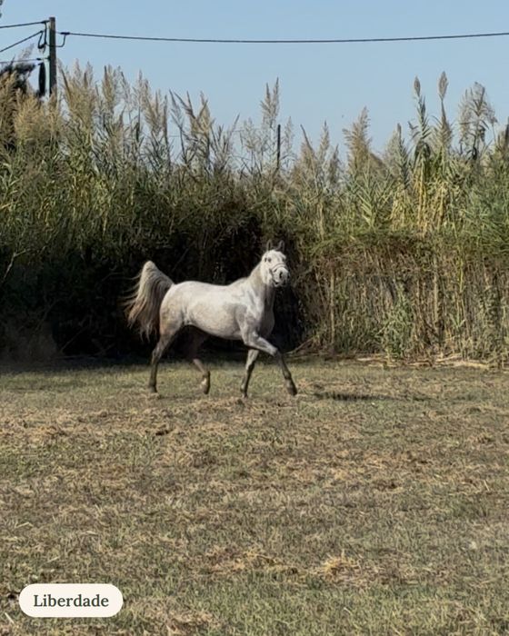 Penso de cavalos / Horse livery – box disponível – Alfeizerão