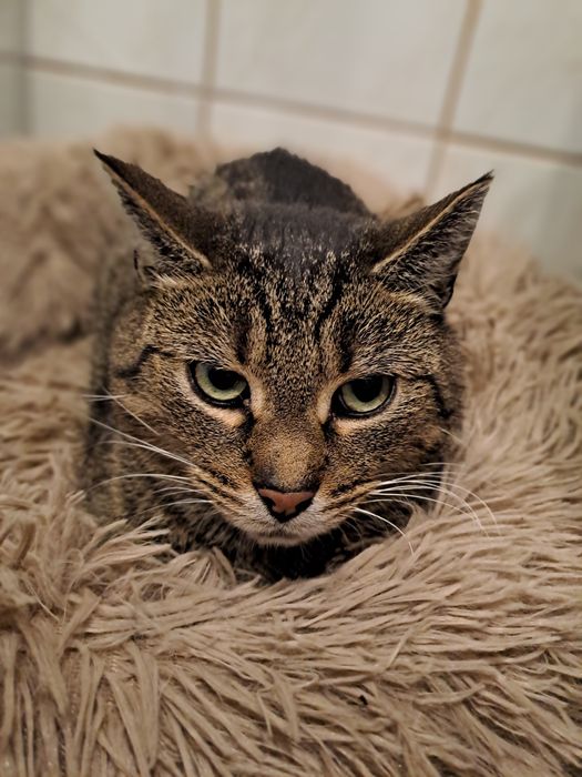 Kotek szuka fajnej chałupki