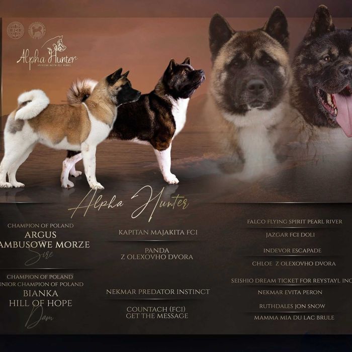 Piesek Akita Amerykańska