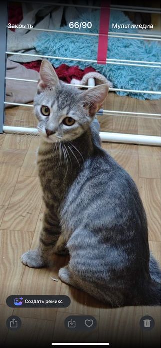 Котята  бесплатно даром в добрые руки!