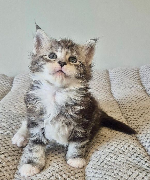 Srebrzysty z białym kocurek Maine coon!!!