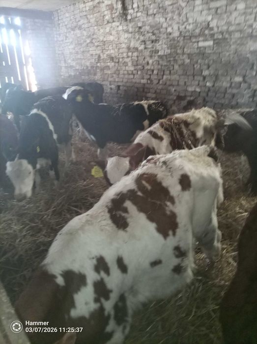 Sprzedam cielaki jałówki