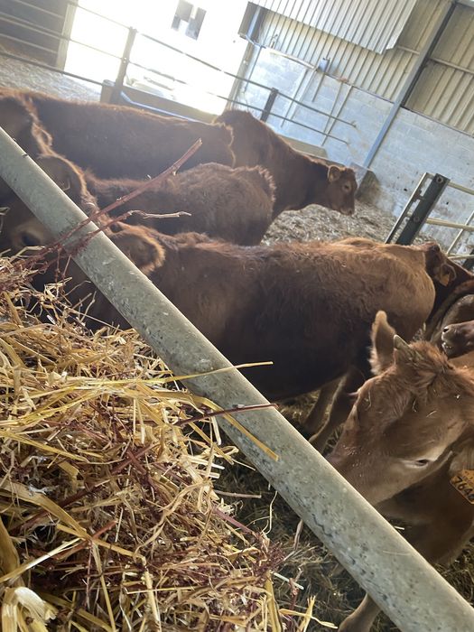 Lote de Vitelas cx de limousines