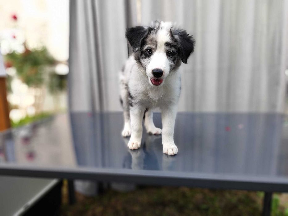Ostatni piesek Border Collie Blue Merle z rodowodem, gotowy do odbioru