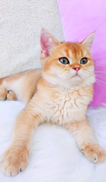 Золота шиншила Чудо хлопчик