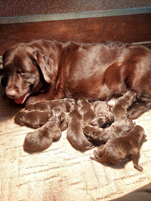 Labrador czekoladowy maluszek