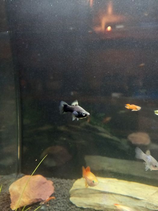 Ofereço Peixe Espada/Swordtail