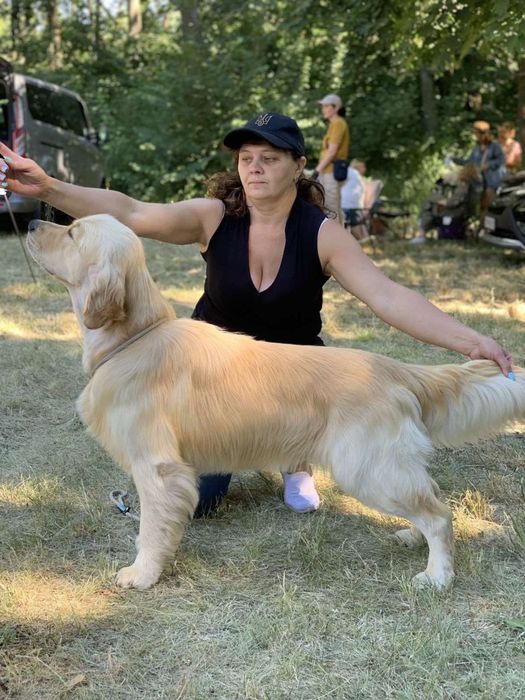 Пропонуємо кобеля на вязку