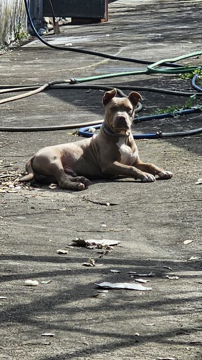 American Bully para adoção