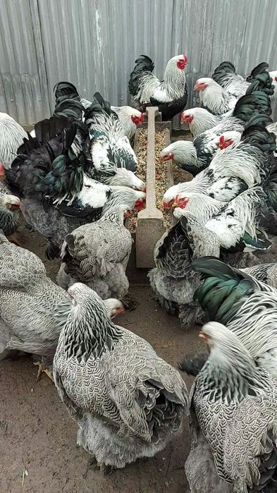 Півні темної брами