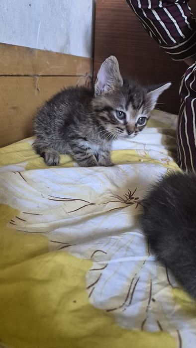 Отдам котят бесплатно