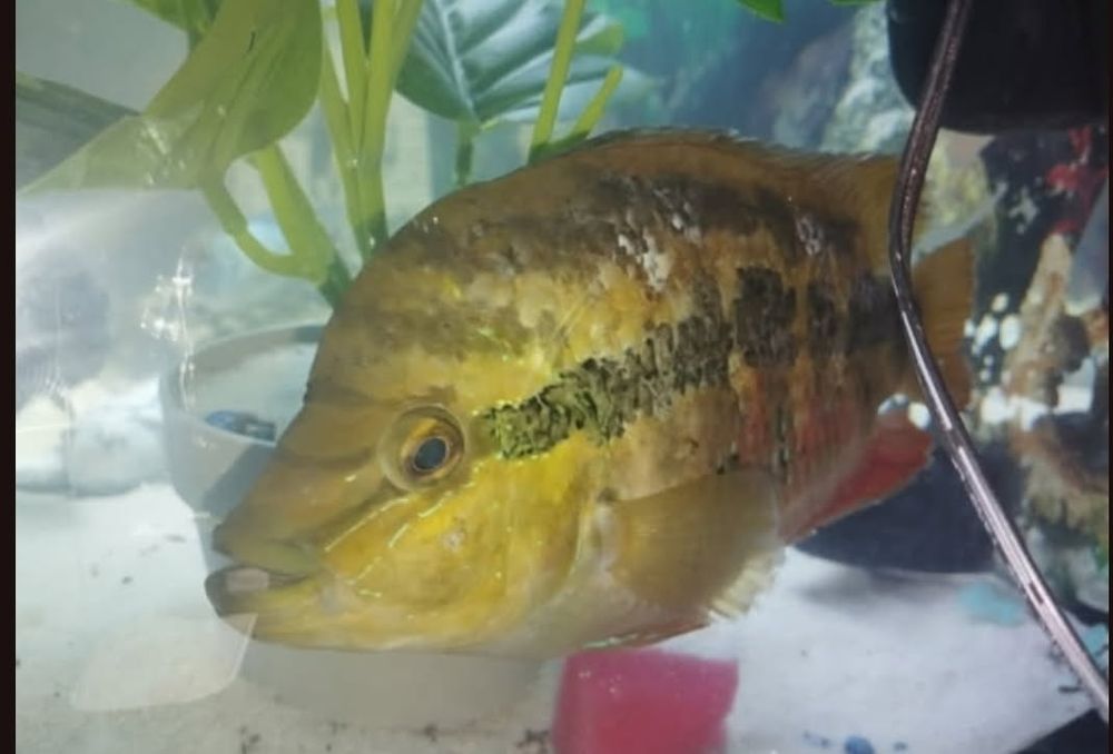 Sprzedam parę Pielęgnicy diamentowych