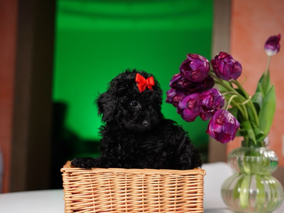 Соціалізовані цуценята – звикли до шумів, людей, дітей