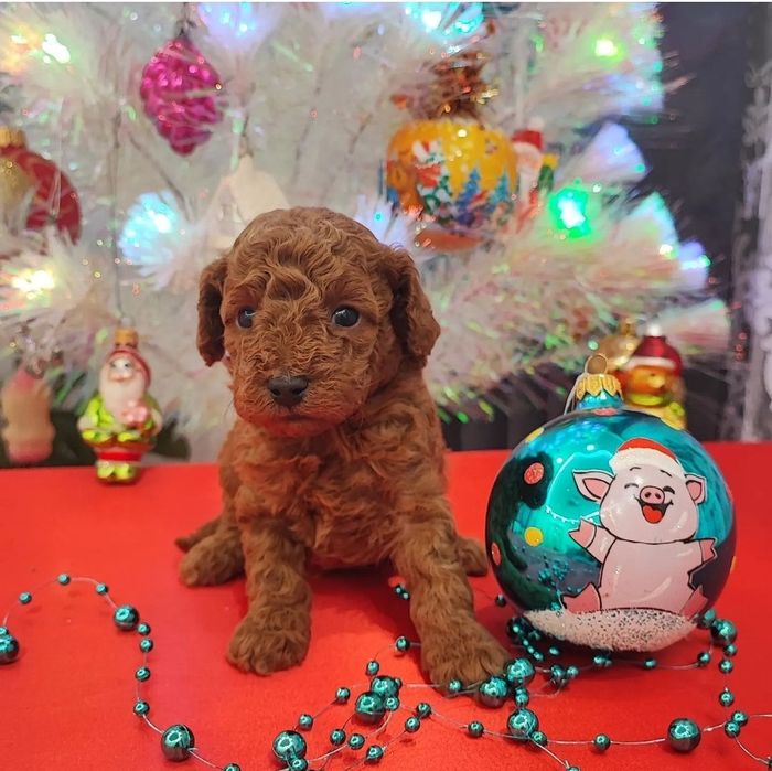 Хлопчик Марсель чекає люблячу родину