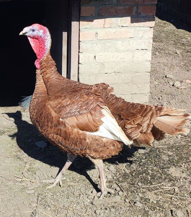 Продам індика  червоний бурбон
