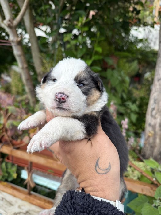 Menina border collie tricolor