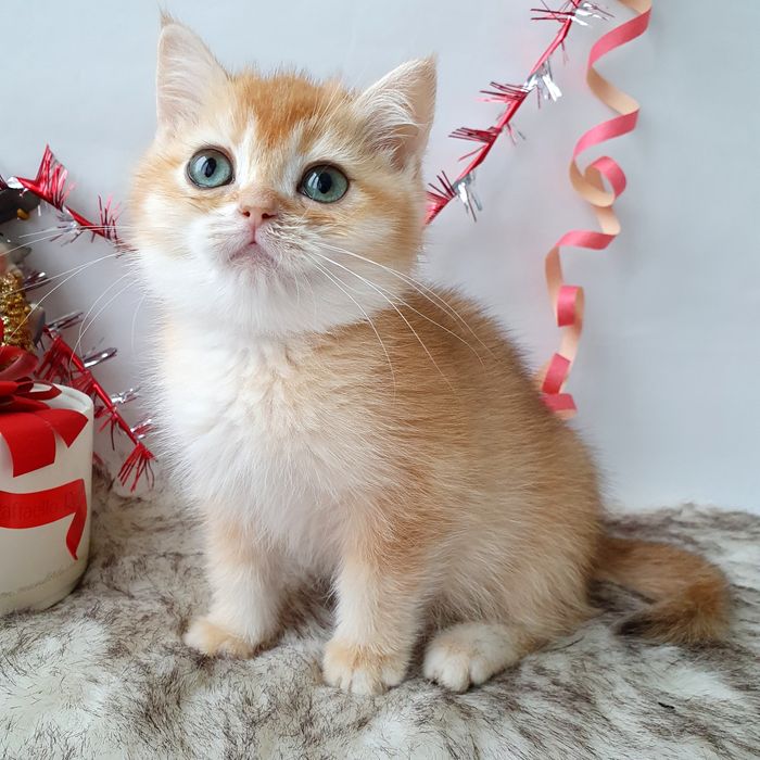 Киев Ручные, игривые, воспитанные котята рыжие, золотая шиншилла Киев