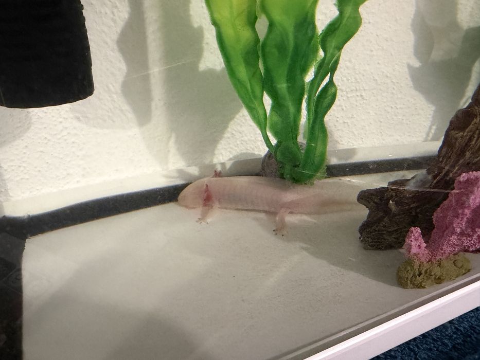 Vendo axolote com cites