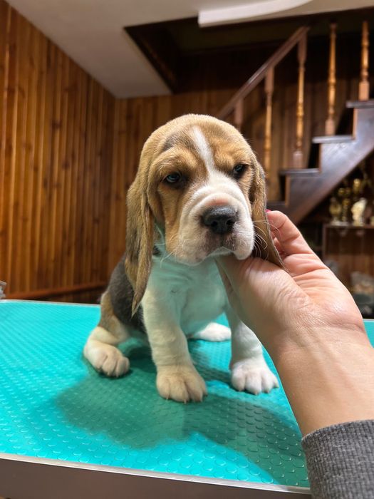 Щенята бігля. Яскравий класичний триколор