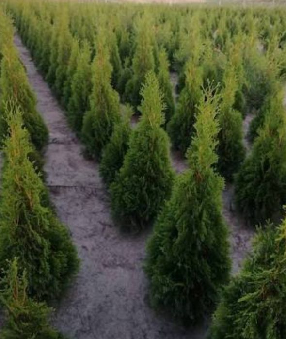 Tuja szmaragd z możliwością transportu