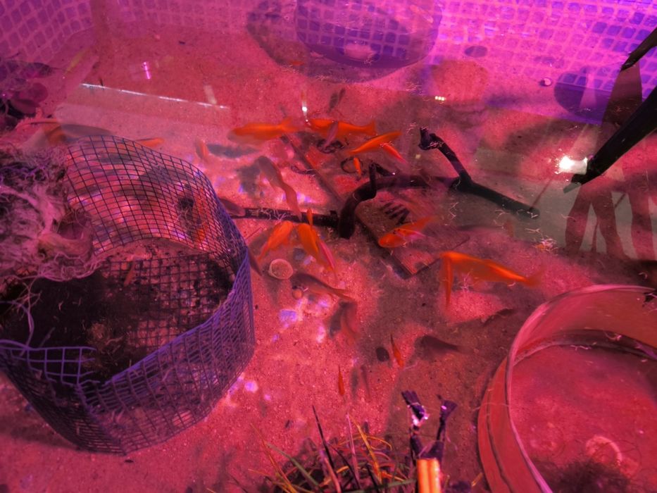 Peixes de água fria para tanques e lagos