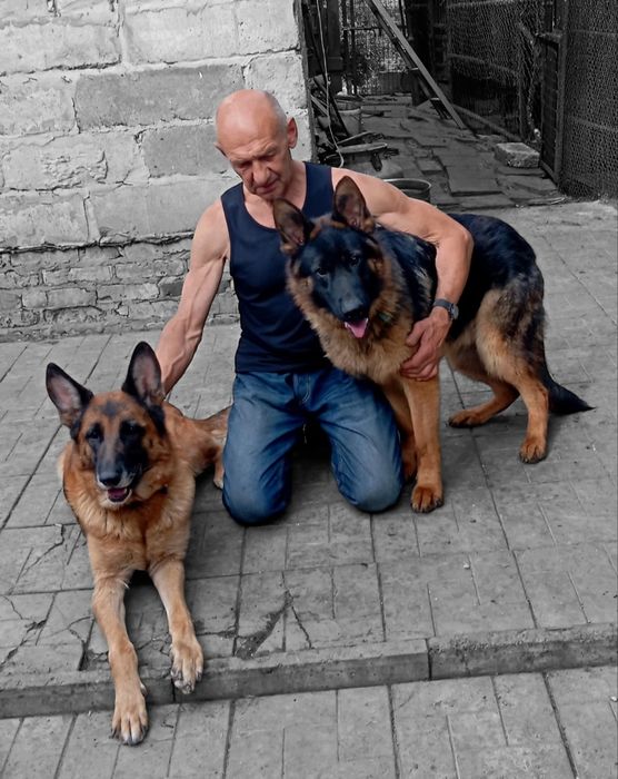 Питомник "THE GOLDEN PATH TO VICTORIY" предлогает роскошных щенков